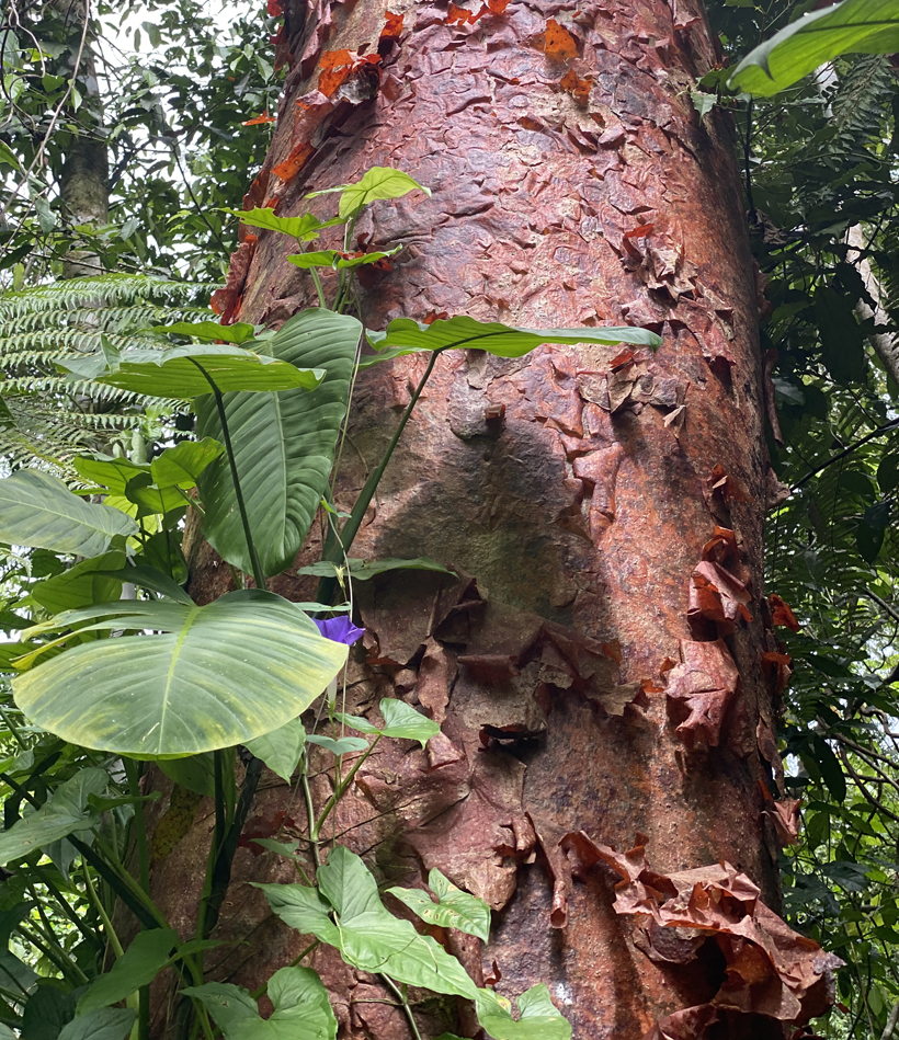 gumbo limbo in Diria Nationaal Park