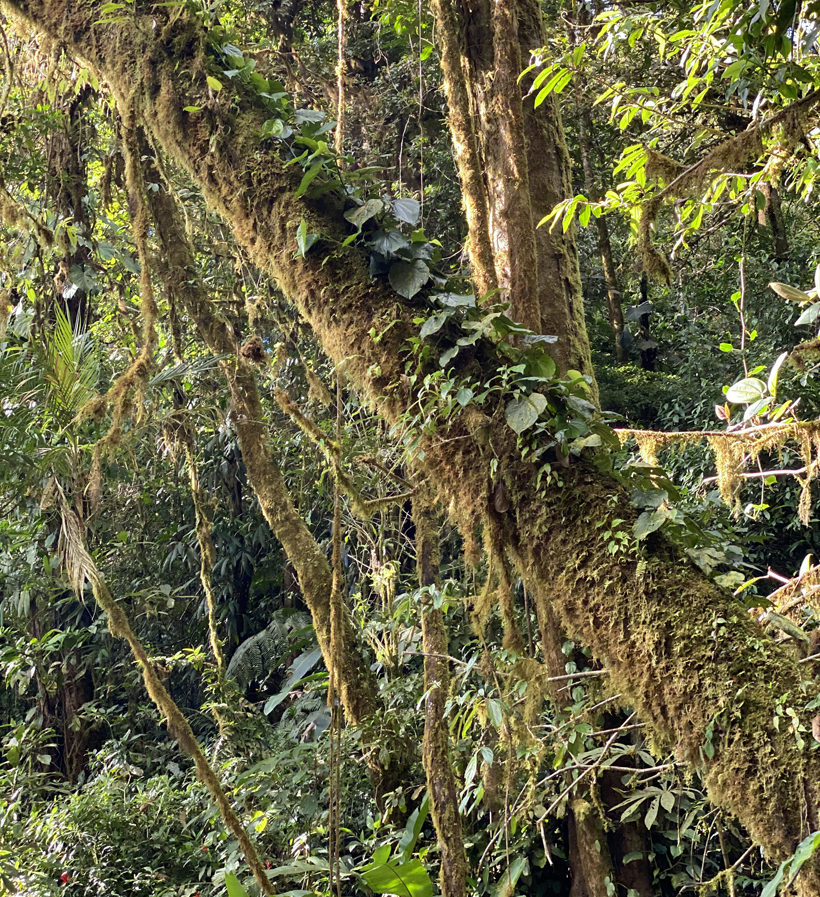 vegetatie nevelwoud Monteverde