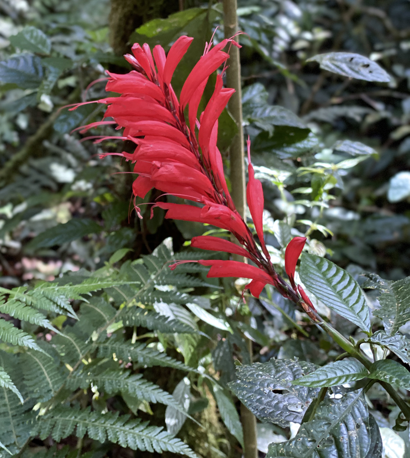 rode bloem in nevelwoud Monteverde