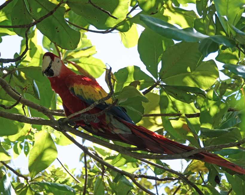 scarlet macaw in boom