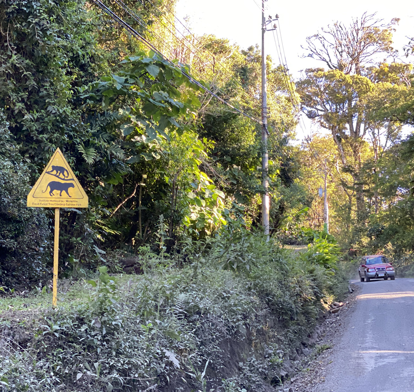 wildlife crossings monteverde