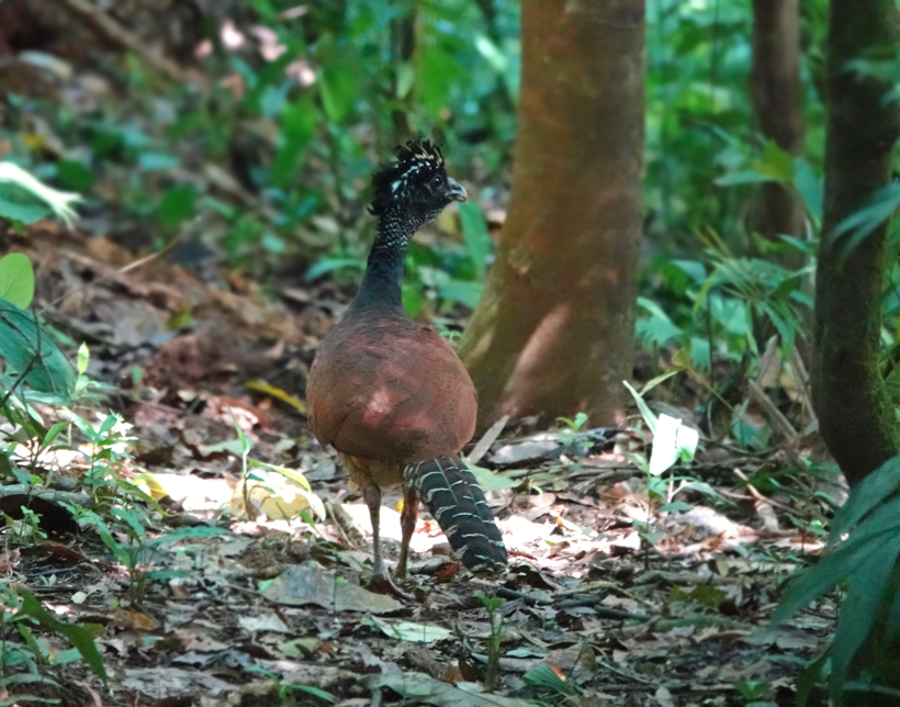 Great Currassow in Golfo Dulce