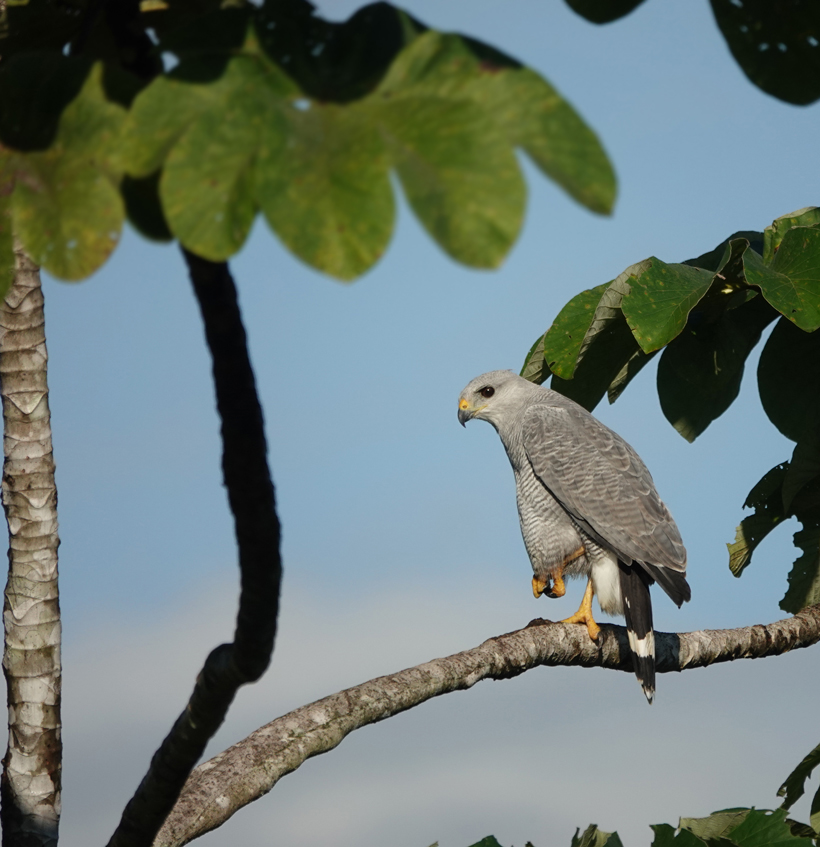 grey lined hawk in Osa schiereiland
