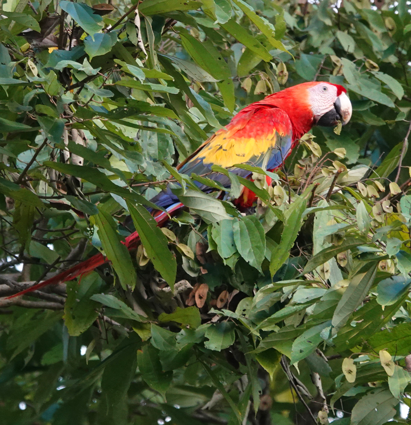 Scarlet Macaw in boom