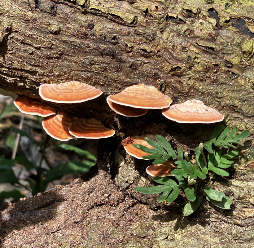 oranje fungi in Baru
