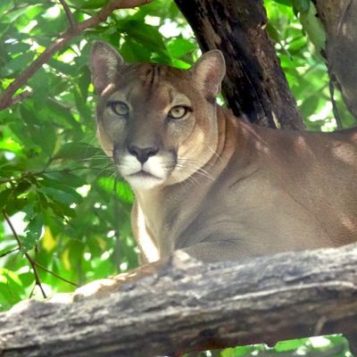 Centro Rescate Las Pumas in Cañas