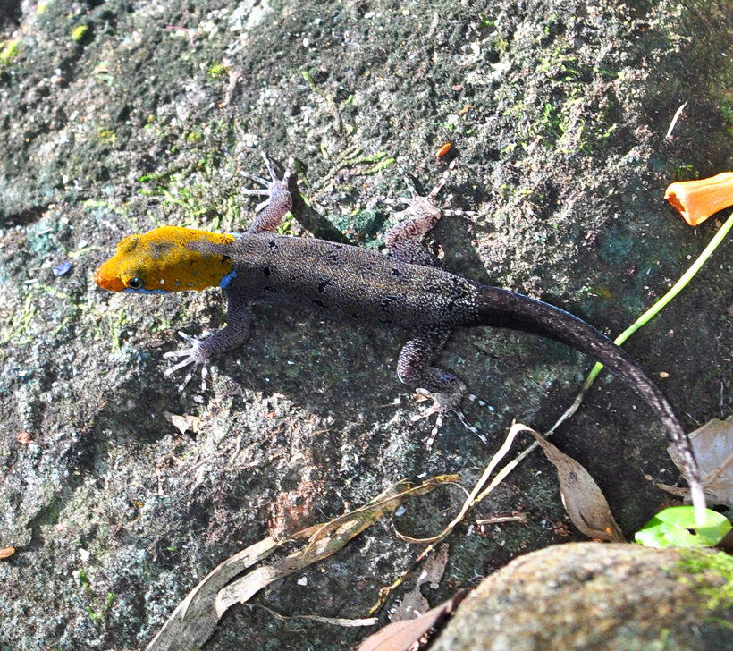 gekko in guanacaste