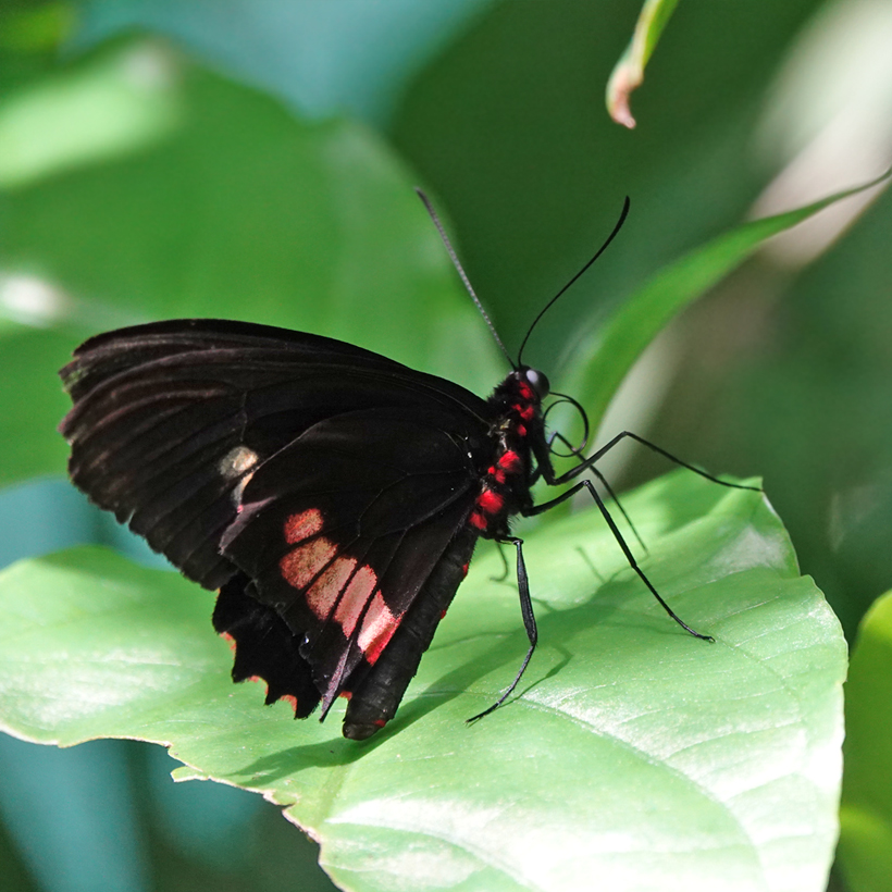 zwarte vlinder met zwart