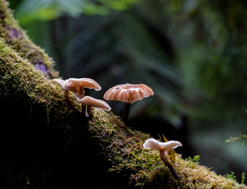 funghi in regenwoud