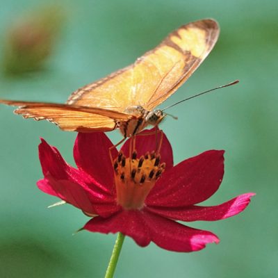 Rescue Center Costa Rica en butterfly farm in Guacima