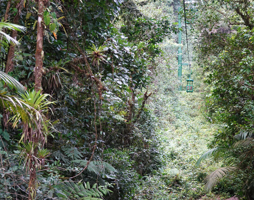 aerial tram rainforest adventures