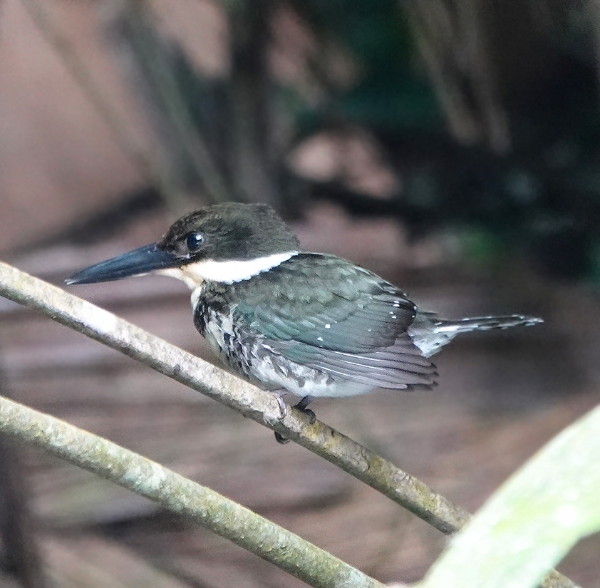 belted kingfisher tortuguero