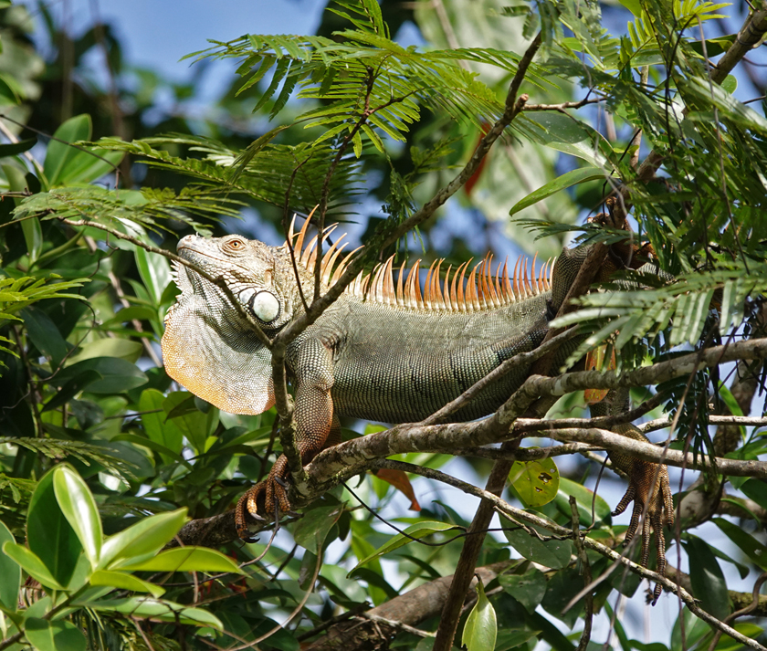 grote iguana hoog in boom
