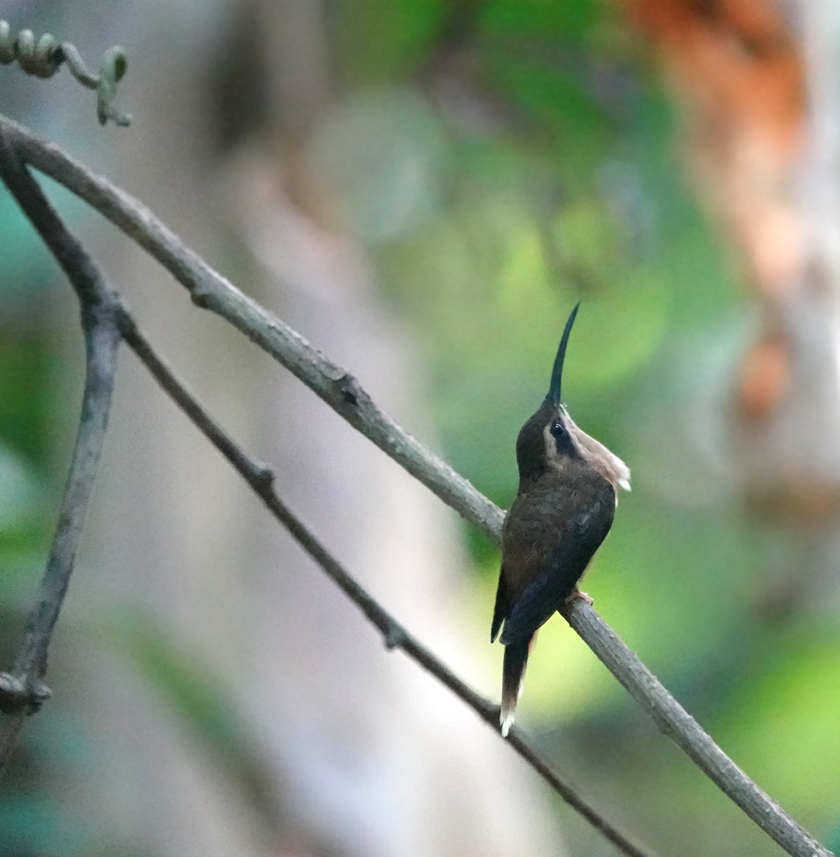 kolibrie tortuguero np
