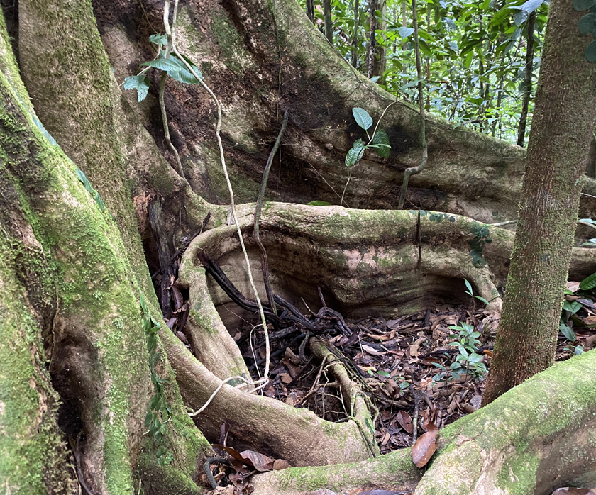 bedplatform in roots