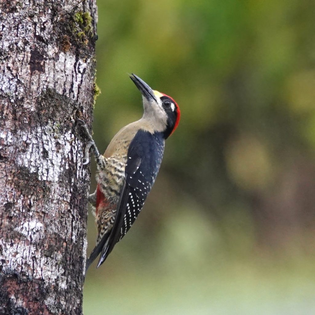black checked woodpecker in Boca Tapada