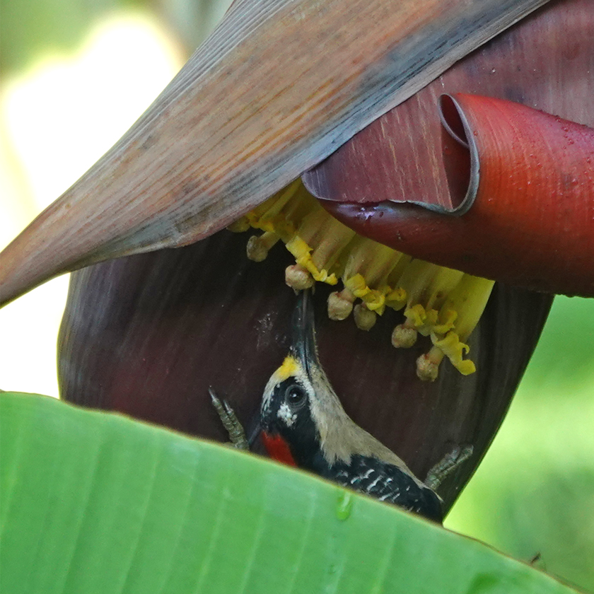 black cheeked woodpecker