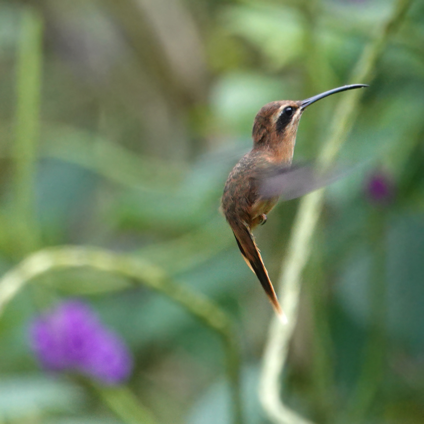 bronzy hermit hummingbird