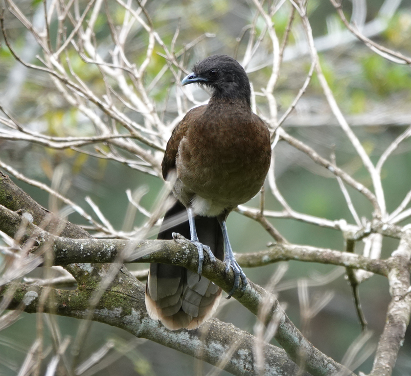 chachalaca in droge boom