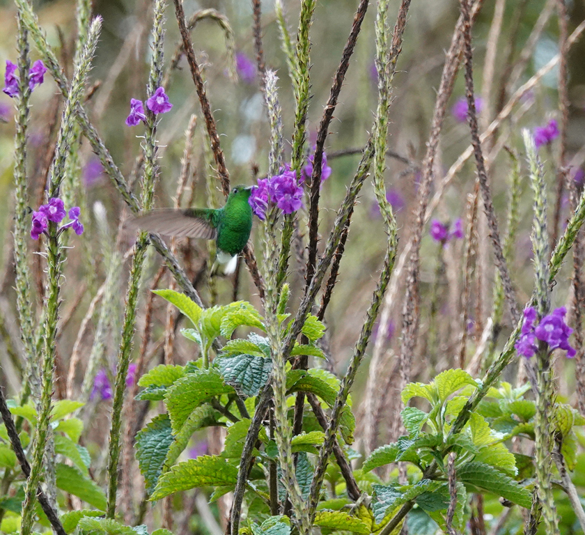 groene kolibri tussen paarse bloemen
