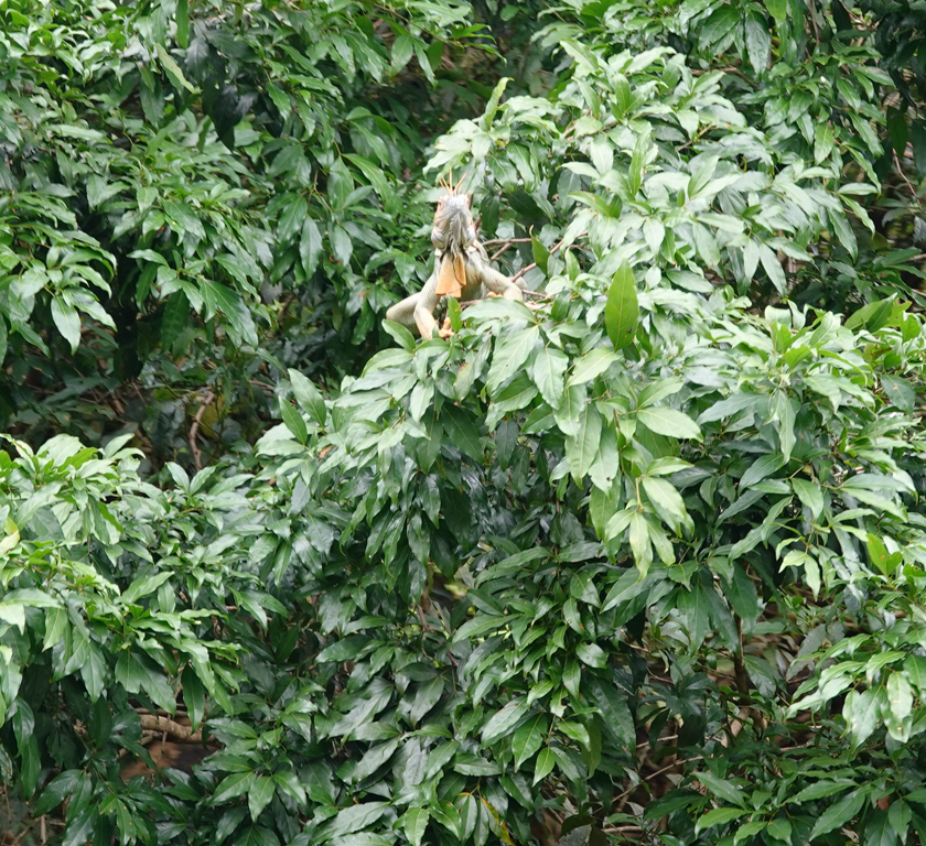 iguana in boom langs oever san juan