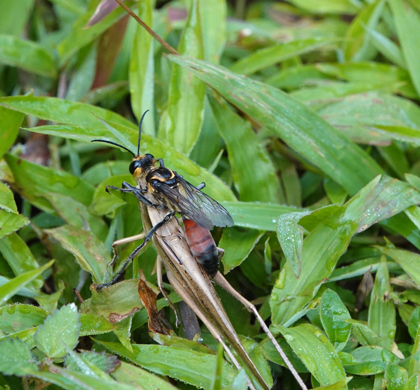 prionyx of grasshopper hunter wesp