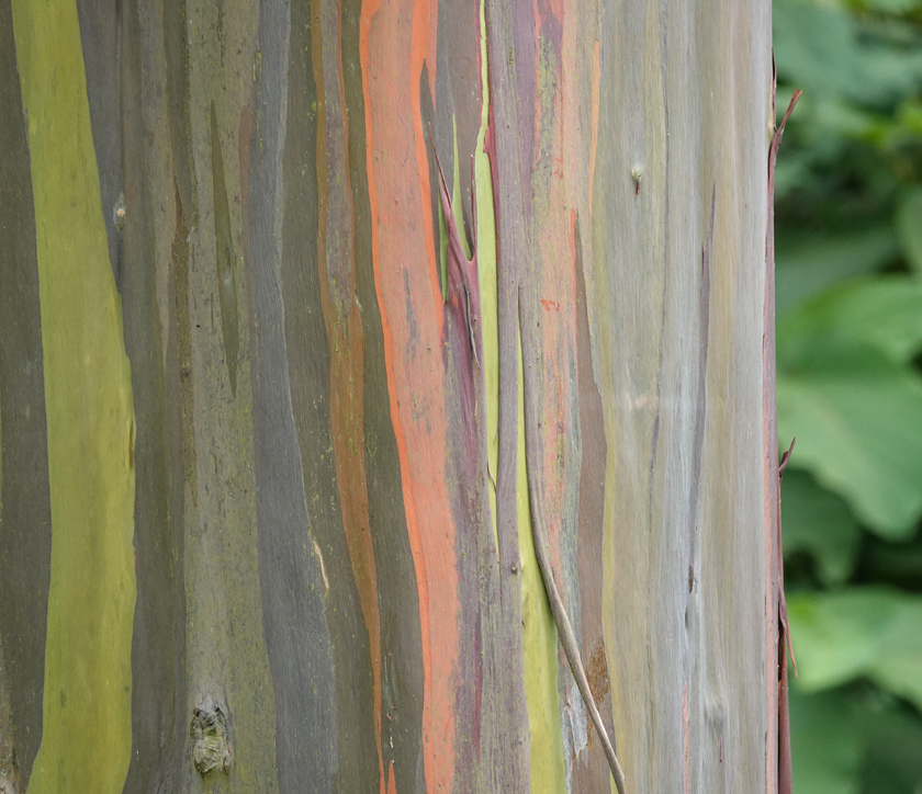 regenboog eucalyptus