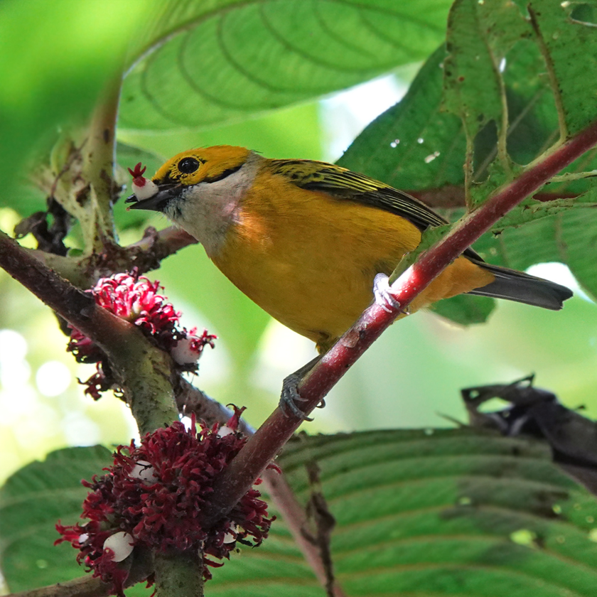 silver throated tanager in Turrialba