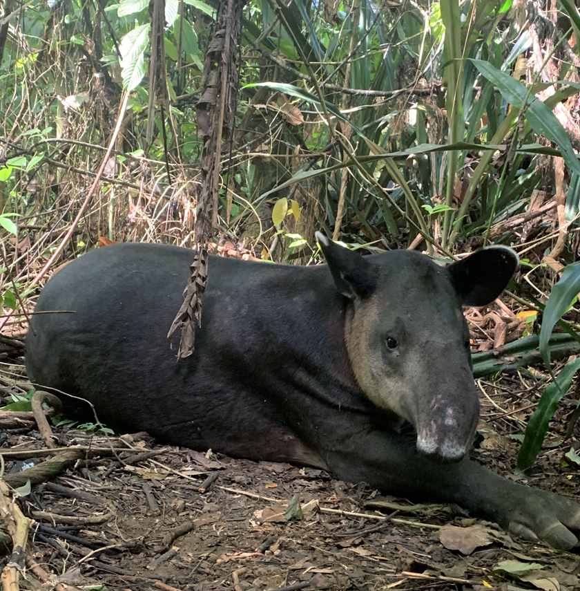 tapir bij ingang san pedrillo