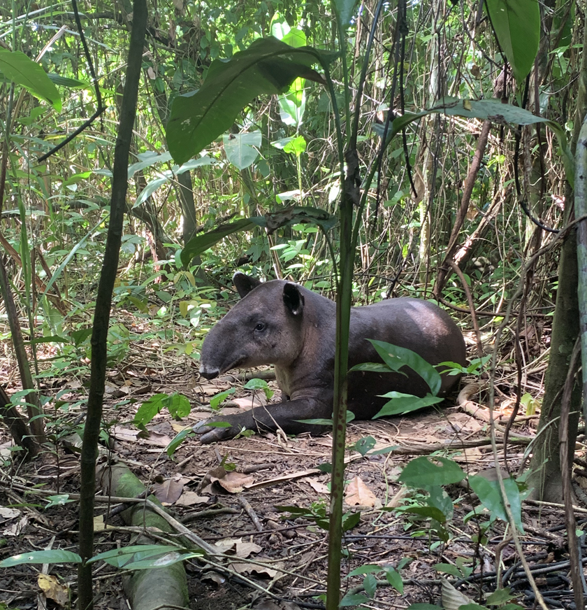 tapir vlakbij san pedrillo