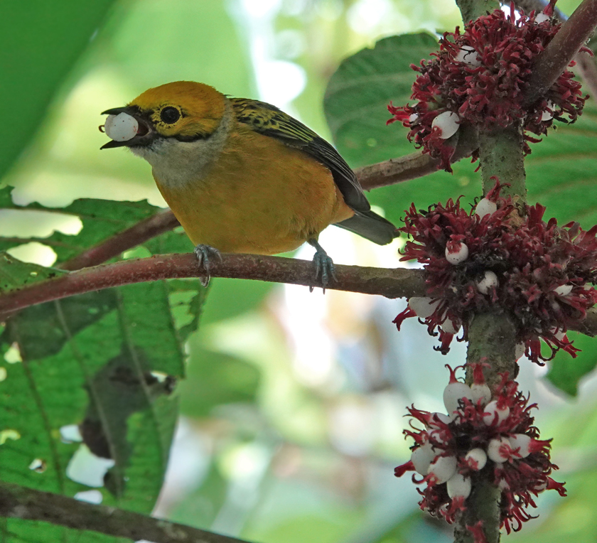 white throated tanager met zaadje