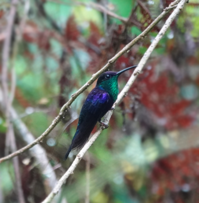 blauwgroene kolibrie