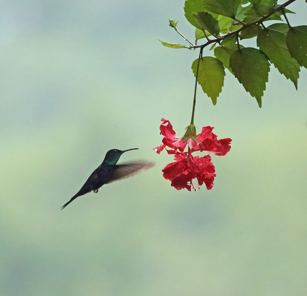 elegant kolibrietje