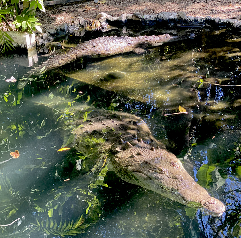 gehandicapte krokodillen bij refugio animal costa rica