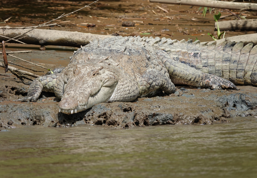 kolosale croc