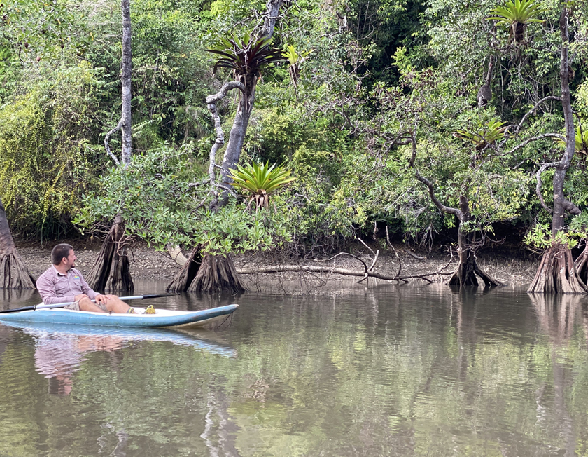 mangrove kano isla violin