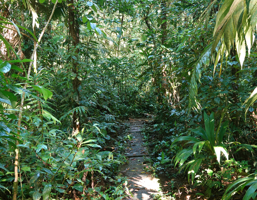 wandelen in regenwoud tirimbina