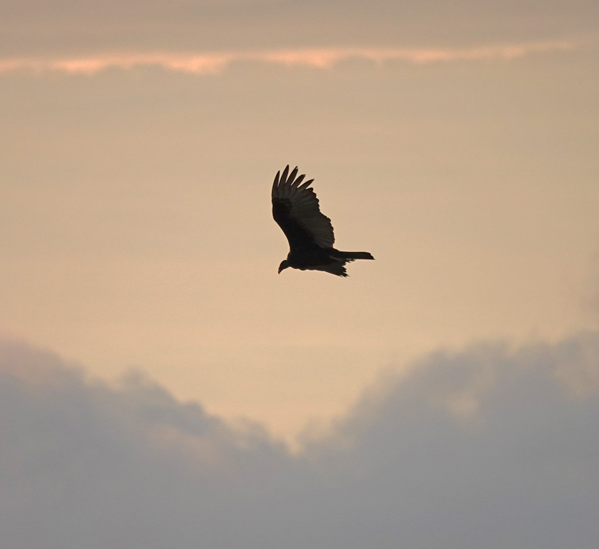 sunset flight gier