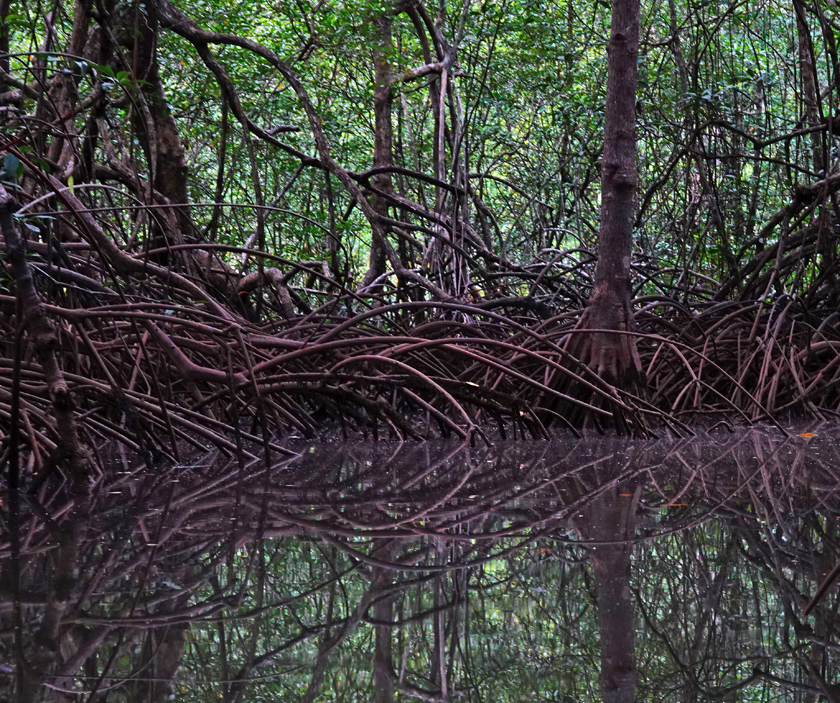vroege ochtend mangrove isla violin