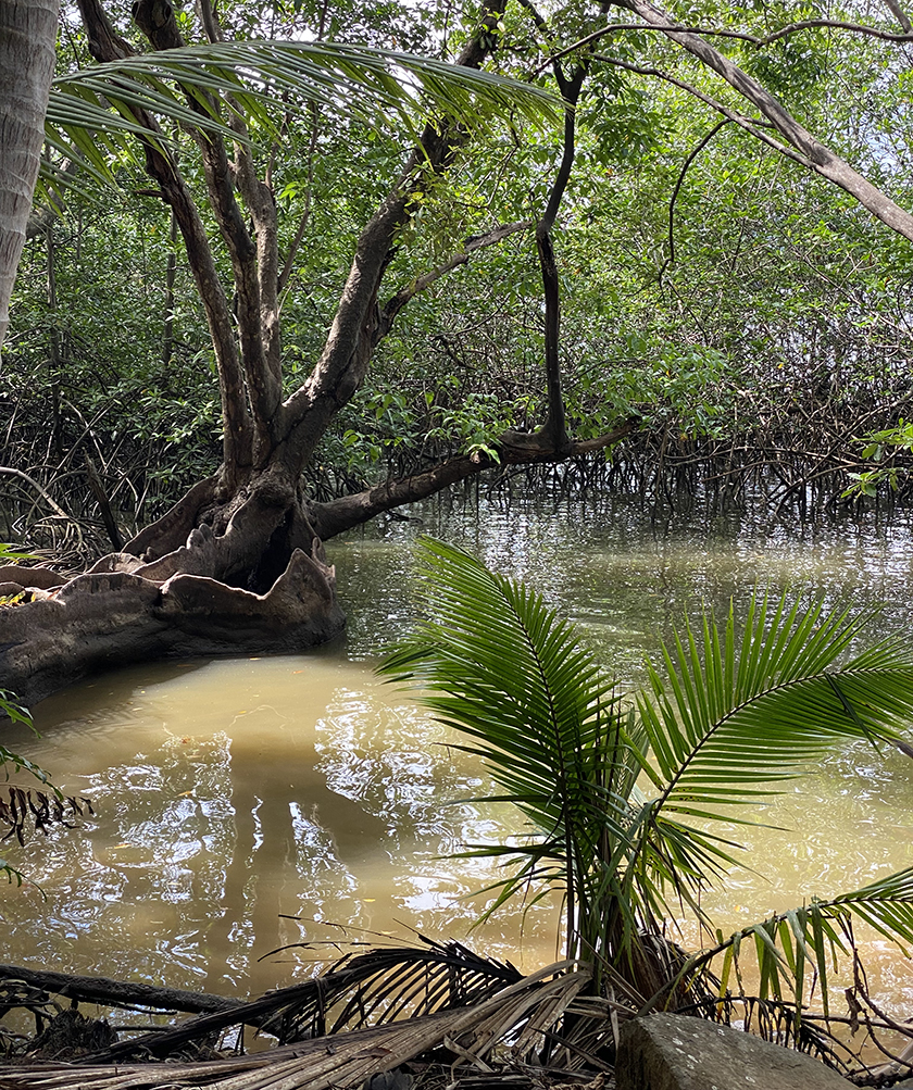 mangrove bomen