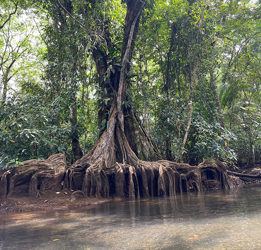 mangrove sierpe sabalo