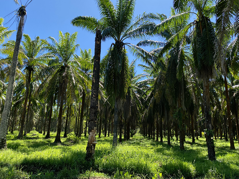 palmolieplantages parrita