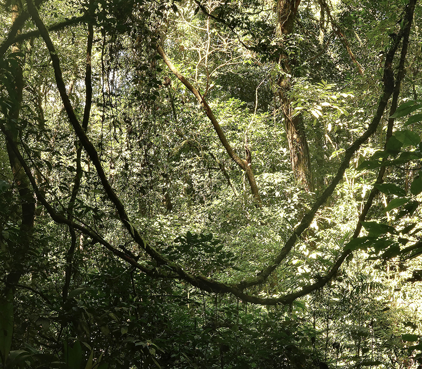 regenwoud lianen in cangreja nationaal park