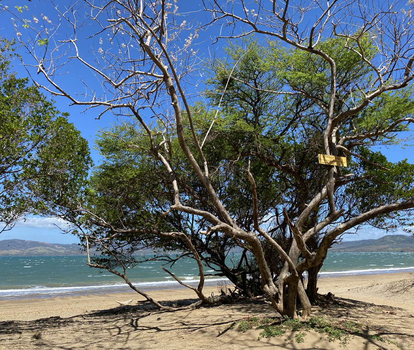 bomen op playa copal