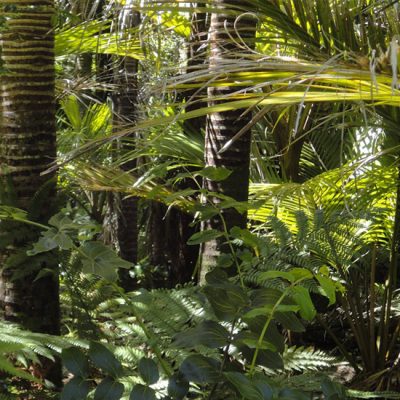 Wandelen in de meest biodiverse plek op aarde: Corcovado