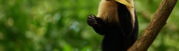wildlife fruits adopteer een boom