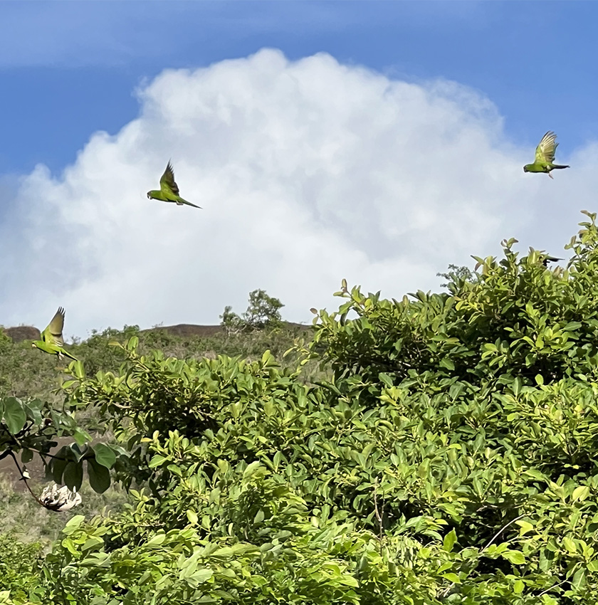 chocoyo papegaaien vulkaan masaya