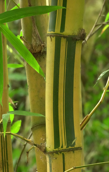 bamboo in mal pais