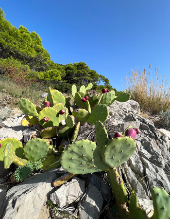 cactussen op lokrum island