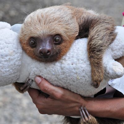 15 erkende dierenopvangcentra in Costa Rica
